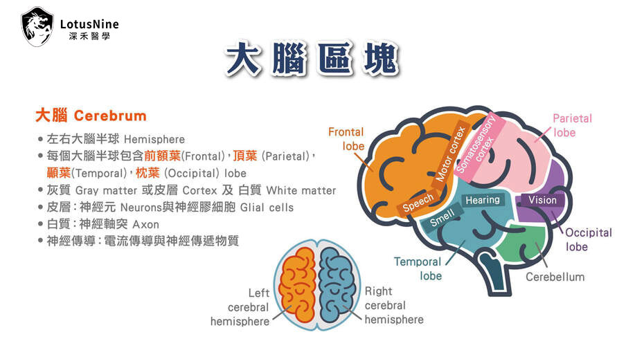大腦解剖與腦區示意圖