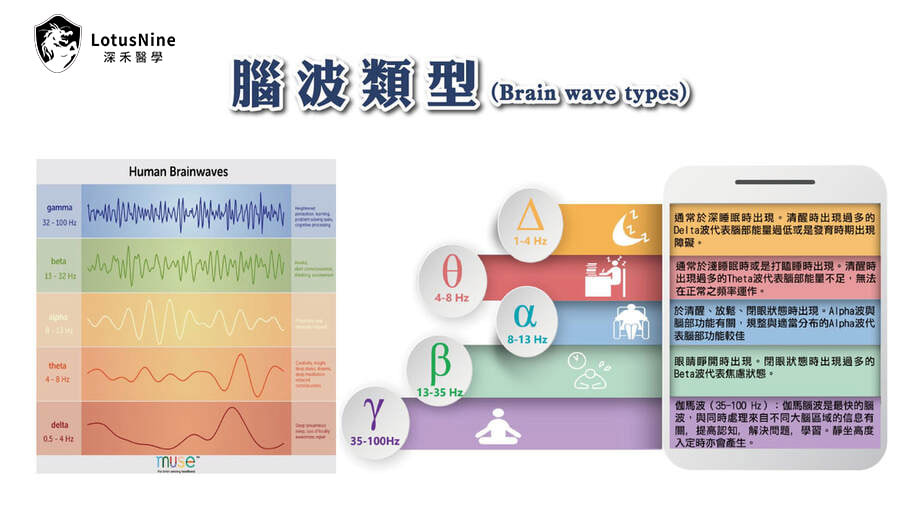 人類腦波類型分佈圖